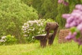 Wooden bench in a wildflower green garden with trees Royalty Free Stock Photo