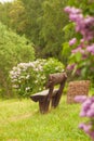 Wooden bench in a wildflower green garden with trees Royalty Free Stock Photo