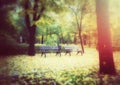 Wooden benches in autumn park