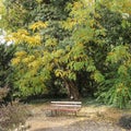 Red wooden benches in the botanical garden of Macea dendrological park Arad county - Romania