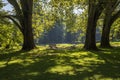 Wooden benches in the meadow among the trees by the pond