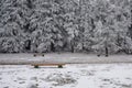 Wooden benches in an openair park in a winter day Royalty Free Stock Photo