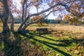 Wooden benches situated under the long branches of an old Western Sycamore tree (Platanus Racemosa) on a sunny winter day,