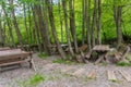 Wooden benches and tables in a forest Royalty Free Stock Photo
