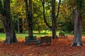 Wooden benches among trees on the ground covered with fallen autumn leaves in Italy.