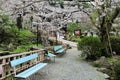 Wooden benches under pink sakura ( cherry flower ) blossoms in a park Royalty Free Stock Photo