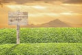 Wooden billboard on the grass Royalty Free Stock Photo