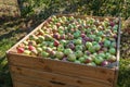 Apples in wooden bin at harvesting in orchard Royalty Free Stock Photo