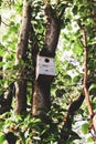 Wooden bird box attached to a tree in a garden