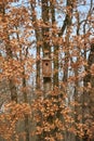 Wooden Bird Cage, Bird House In The Forest Royalty Free Stock Photo