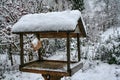 Wooden bird feeder with hanged bacon rind covered with snow