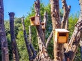 Wooden bird houses located in a newly pruned tree