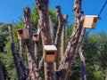 Wooden bird houses located in a newly pruned tree