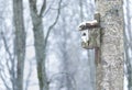 Wooden bird nesting box fixed to a tree Royalty Free Stock Photo
