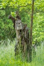 Wooden birdhouse atop an old tree in a lush grassy meadow Royalty Free Stock Photo