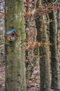 Wooden birdhouse on bare tree trunk in a forest conveys secure tenancy concept or illustration of shelter and ownership protection Royalty Free Stock Photo