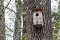 A wooden birdhouse on big old tree in park or forest in sunny spring day Royalty Free Stock Photo