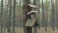 Wooden birdhouse hanging on tree in forest. Close-up of house for birds on branch of tree trunk.