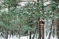 Wooden birdhouse hanging on tree in winter forest. Food for wild birds. Wooden bird house