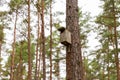 wooden birdhouse on pine tree in coniferous forest Royalty Free Stock Photo