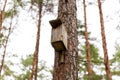 wooden birdhouse on pine tree in coniferous forest Royalty Free Stock Photo