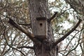 Wooden birdhouse on a pine tree, forest landscape.