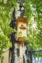 Wooden birdhouse on tree. Bird house hanging on birch tree with green foliage. Spring and caring for birds