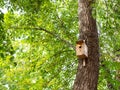 wooden birdhouse on trunk of old poplar tree Royalty Free Stock Photo