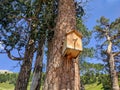 Wooden birdhouses for birds hang on pine trees. Close-up