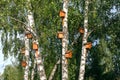 wooden birdhouses on trees in the forest and park. Shelter for bird breeding Royalty Free Stock Photo