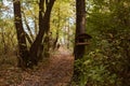 Beautiful forest landscape with walking pathway