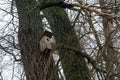 Wooden birds manger hanged on tree during winter season