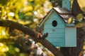 Wooden blue birdhouse on a apple tree in the farm park zone.