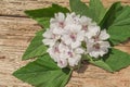 Marshmallow Althaea officinalis Royalty Free Stock Photo