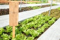 wooden board in vegetable farm