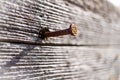 Wooden board with a rusty nail Royalty Free Stock Photo