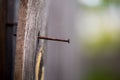 Wooden Board with a rusty nail Royalty Free Stock Photo