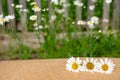 Wooden board table in front of camomile flowers