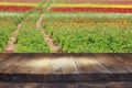 wooden board table in front of summer flowers field Royalty Free Stock Photo