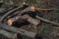 Wooden boards for the fire. Felled tree branches on the ground Royalty Free Stock Photo