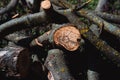 Wooden boards for the fire. Felled tree branches on the ground Royalty Free Stock Photo