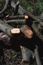 Wooden boards for the fire. Felled tree branches on the ground Royalty Free Stock Photo