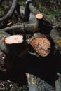 Wooden boards for the fire. Felled tree branches on the ground Royalty Free Stock Photo