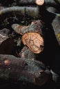 Wooden boards for the fire. Felled tree branches on the ground Royalty Free Stock Photo