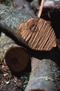 Wooden boards for the fire. Felled tree branches on the ground Royalty Free Stock Photo