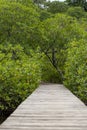 A wooden boardwalk built over the mangrove forest