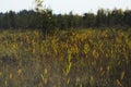 Tall reeds, grass and cat-tails of an overgrown marsh.