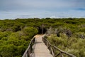 Wooden Boardwalk Leading Through The Famous Chameleon Forest At The Beach In Rota