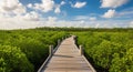 Wooden boardwalk through mangrove forest under a cloudy sky path Royalty Free Stock Photo