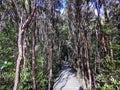 A wooden boardwalk through New Zealand native bush Royalty Free Stock Photo